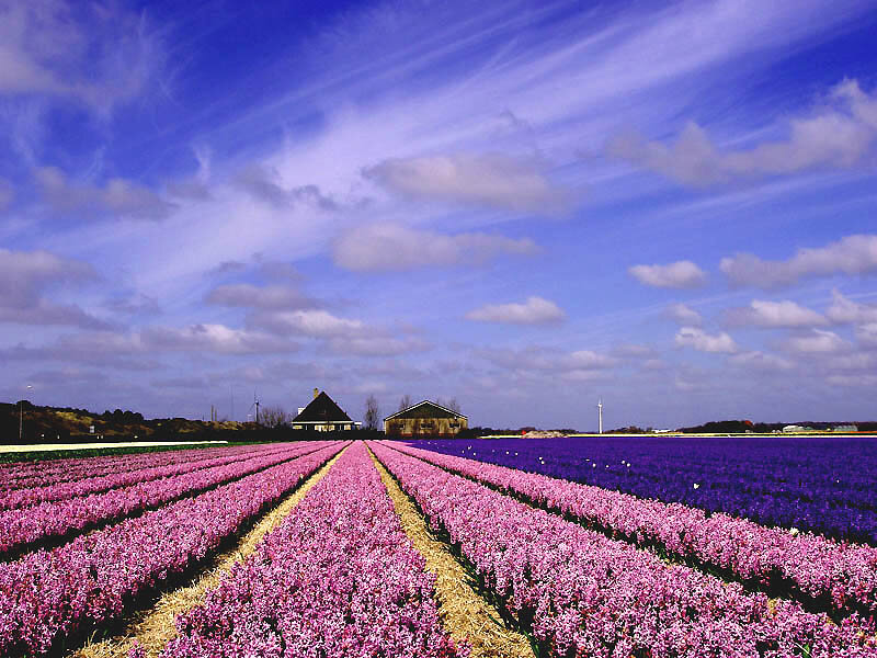 Rows of Purple Flowers