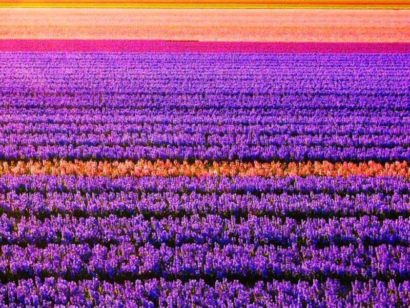 Rows of Purple Flowers — Vibrant