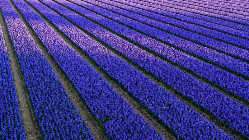 Rows of Purple Hyacinth