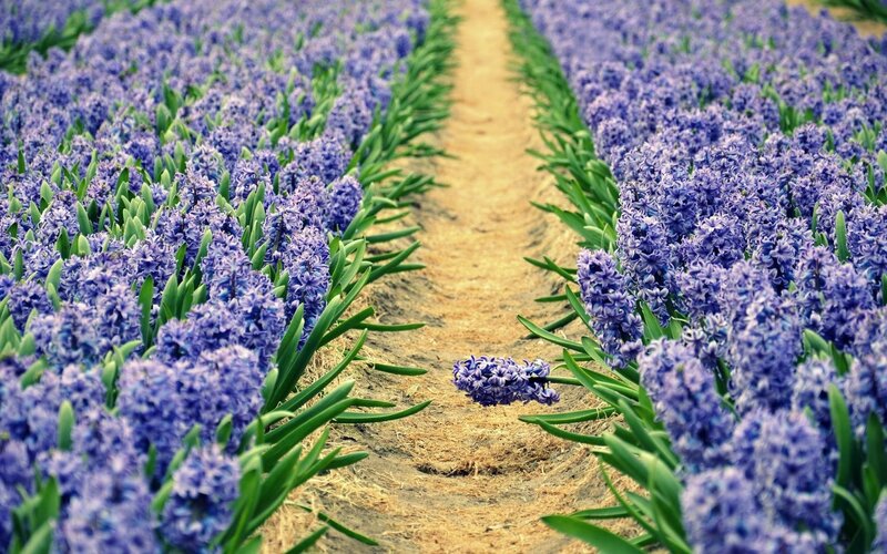 Rows of purple hyacinths