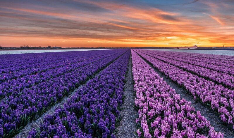 Rows of Purple Hyacinths — Serene, Sunset