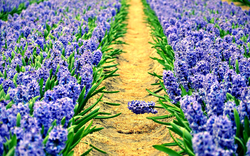 Rows of Purple Hyacinths — Serene