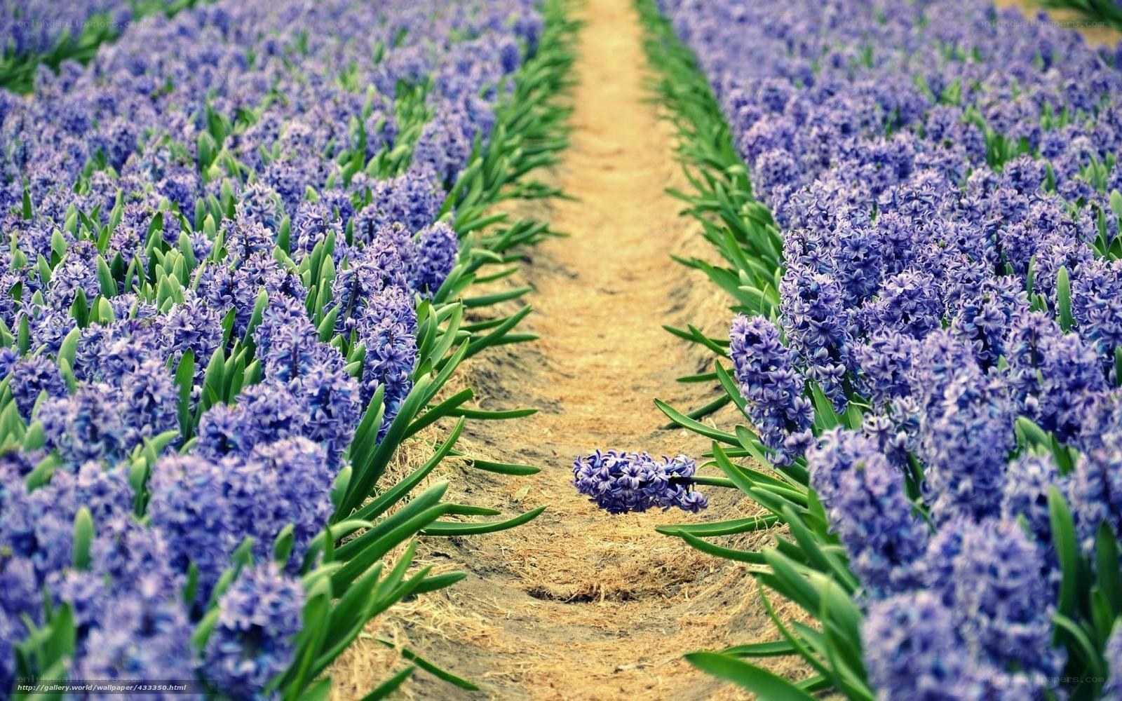 Rows of purple hyacinths