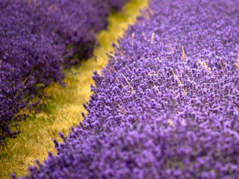 Rows of purple lavender flowers