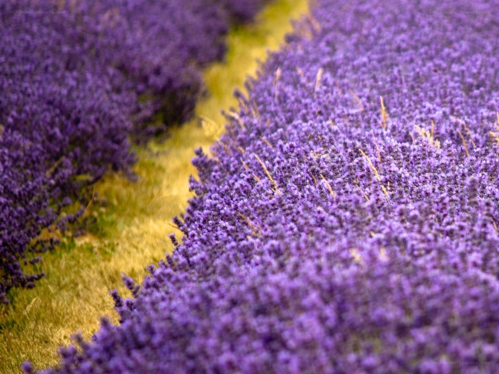 Rows of purple lavender flowers