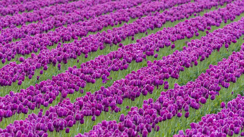 Rows of purple tulips in a field