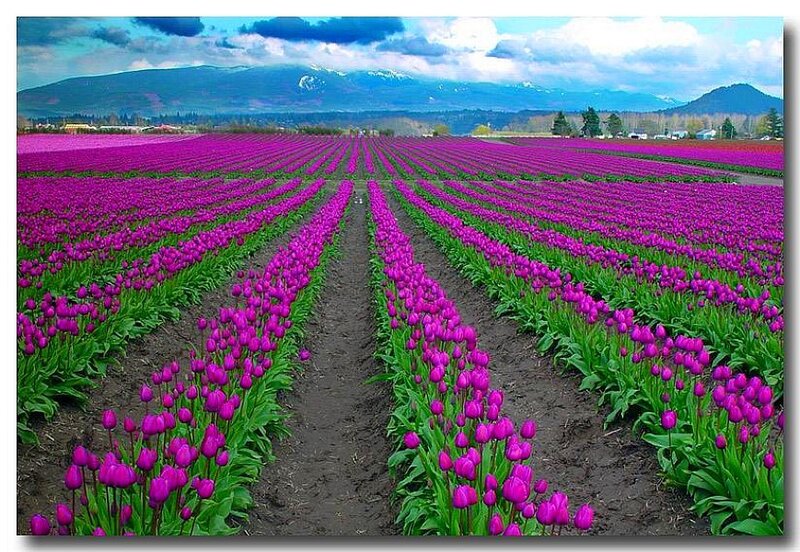 Rows of purple tulips in a field