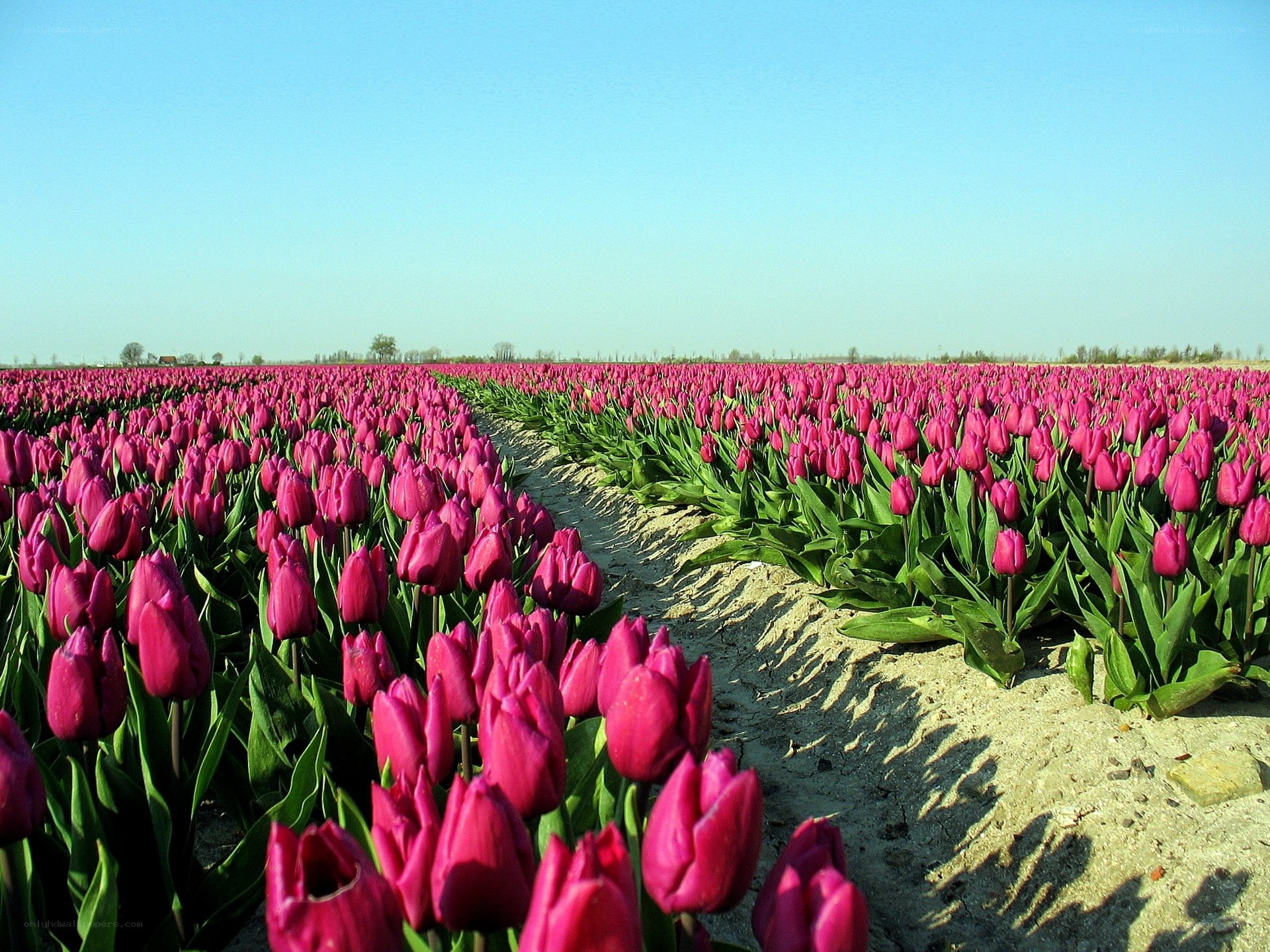 Rows of purple tulips in a field