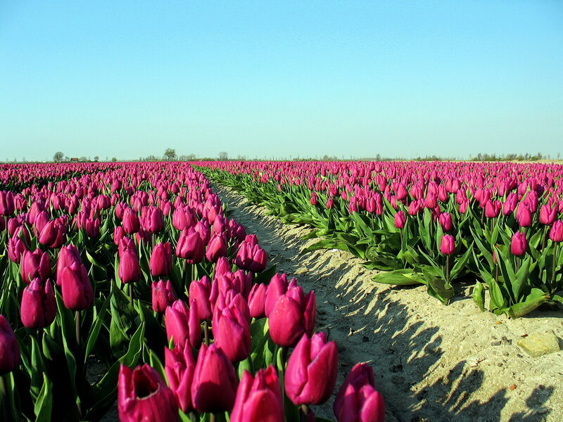 Rows of Purple Tulips — Serene