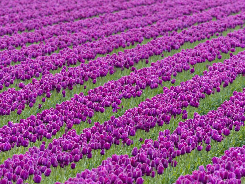 Rows of purple tulips