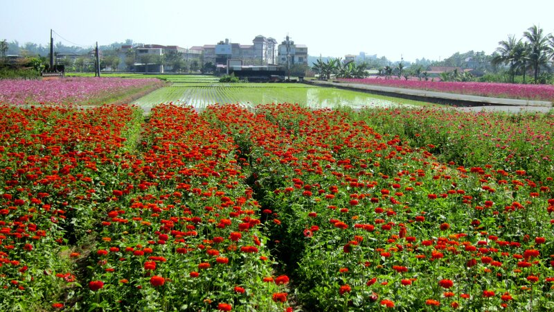 Rows of Red and Pink Flowers