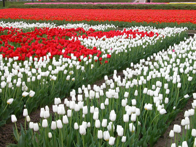 Rows of red and white tulips
