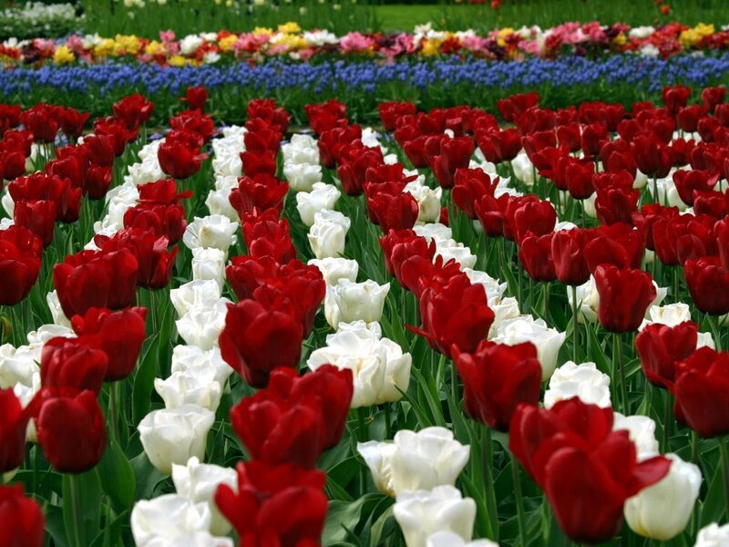Rows of red and white tulips