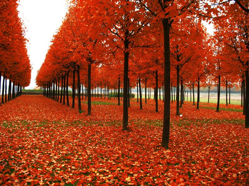 Rows of Red-leafed Trees — Red, Serene, Autumn, Photograph, Fallen Leaves, Grass