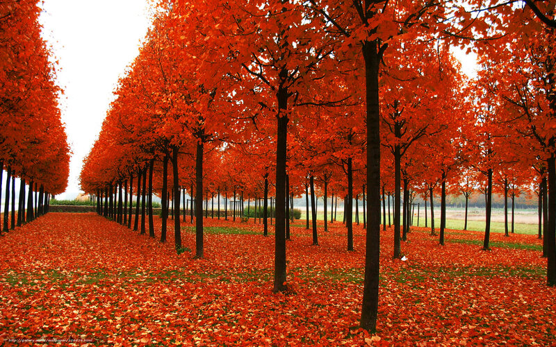 Rows of Red-leafed Trees — Red, Serene, Autumn