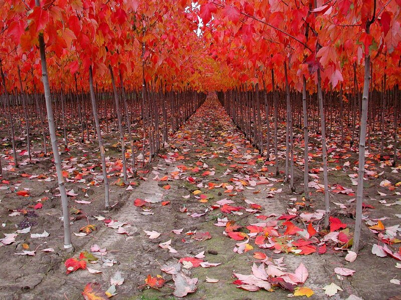 Rows of Red-leafed Trees — Red, Serene