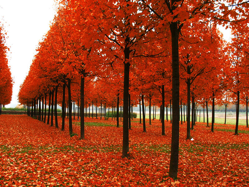 Rows of Red-leafed Trees