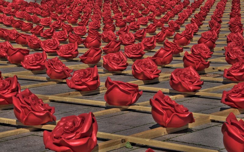 Rows of red roses on wooden frames