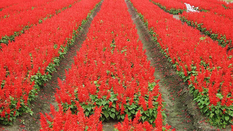 Rows of Red Salvia Flowers