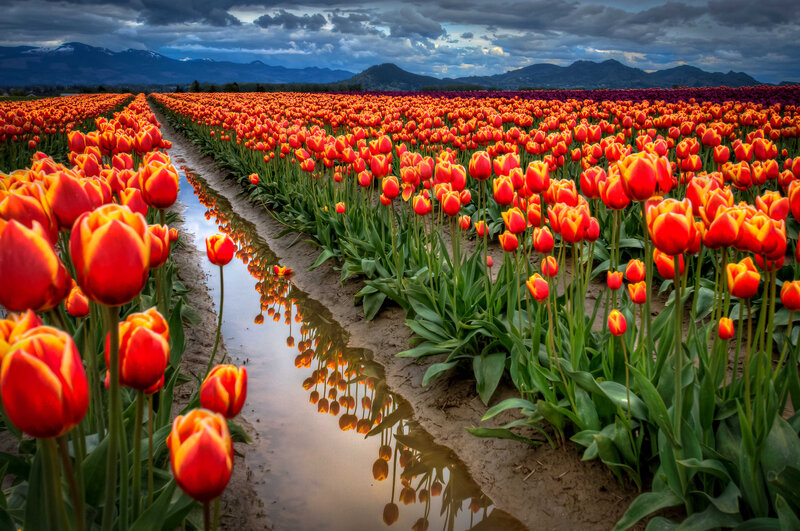 Rows of Red Tulips — Dramatic, Afternoon, Photograph