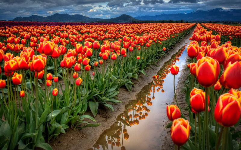 Rows of Red Tulips — Dramatic, Afternoon