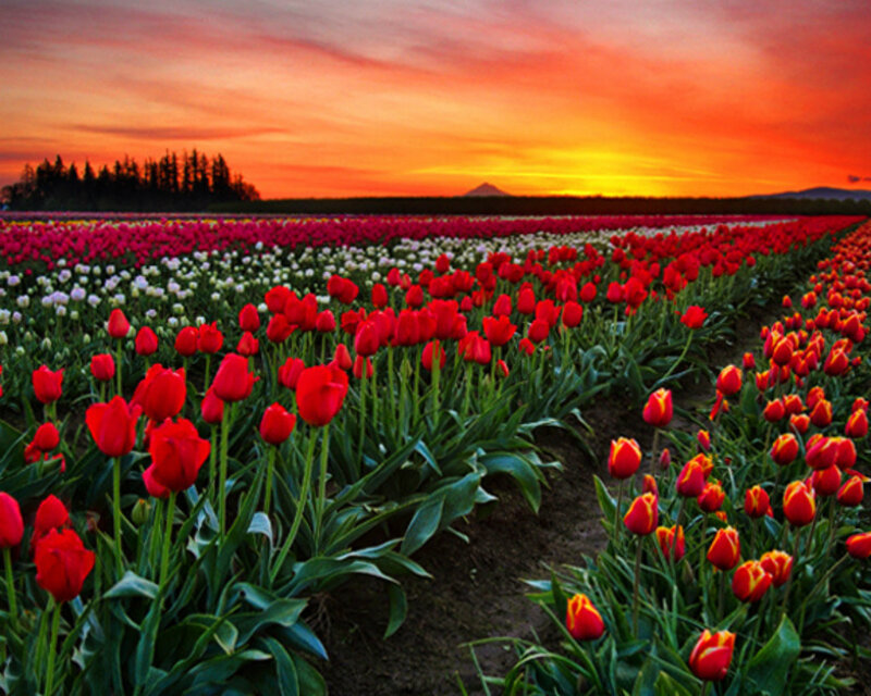 Rows of Red Tulips — Dramatic, Sunset