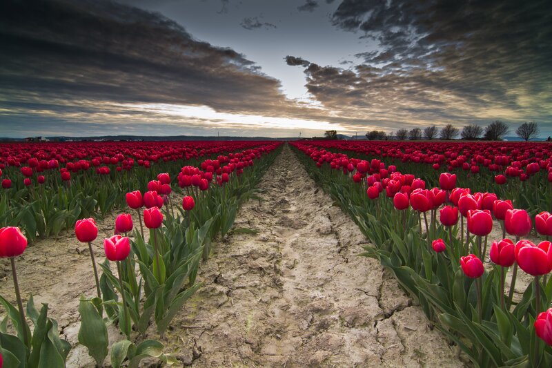 Rows of Red Tulips — Dramatic