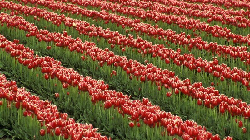 Rows of red tulips in a field