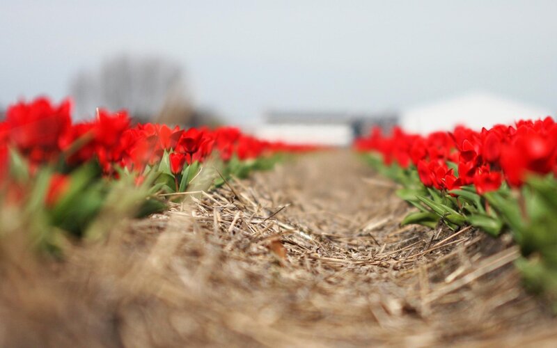 Rows of red tulips in a field