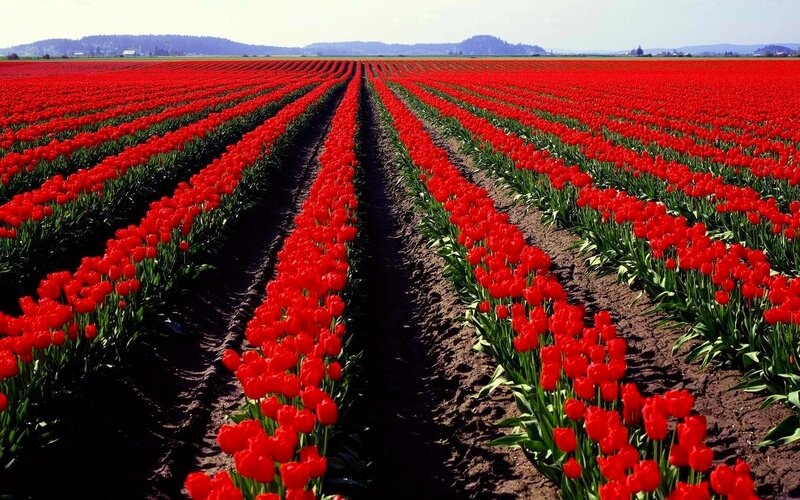 Rows of red tulips in a field