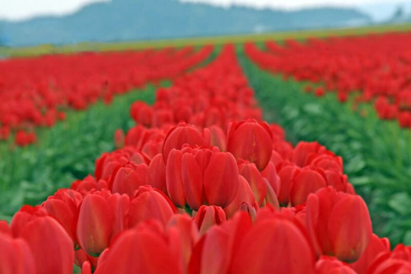 Rows of red tulips in a field