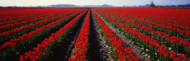 Rows of red tulips in a field