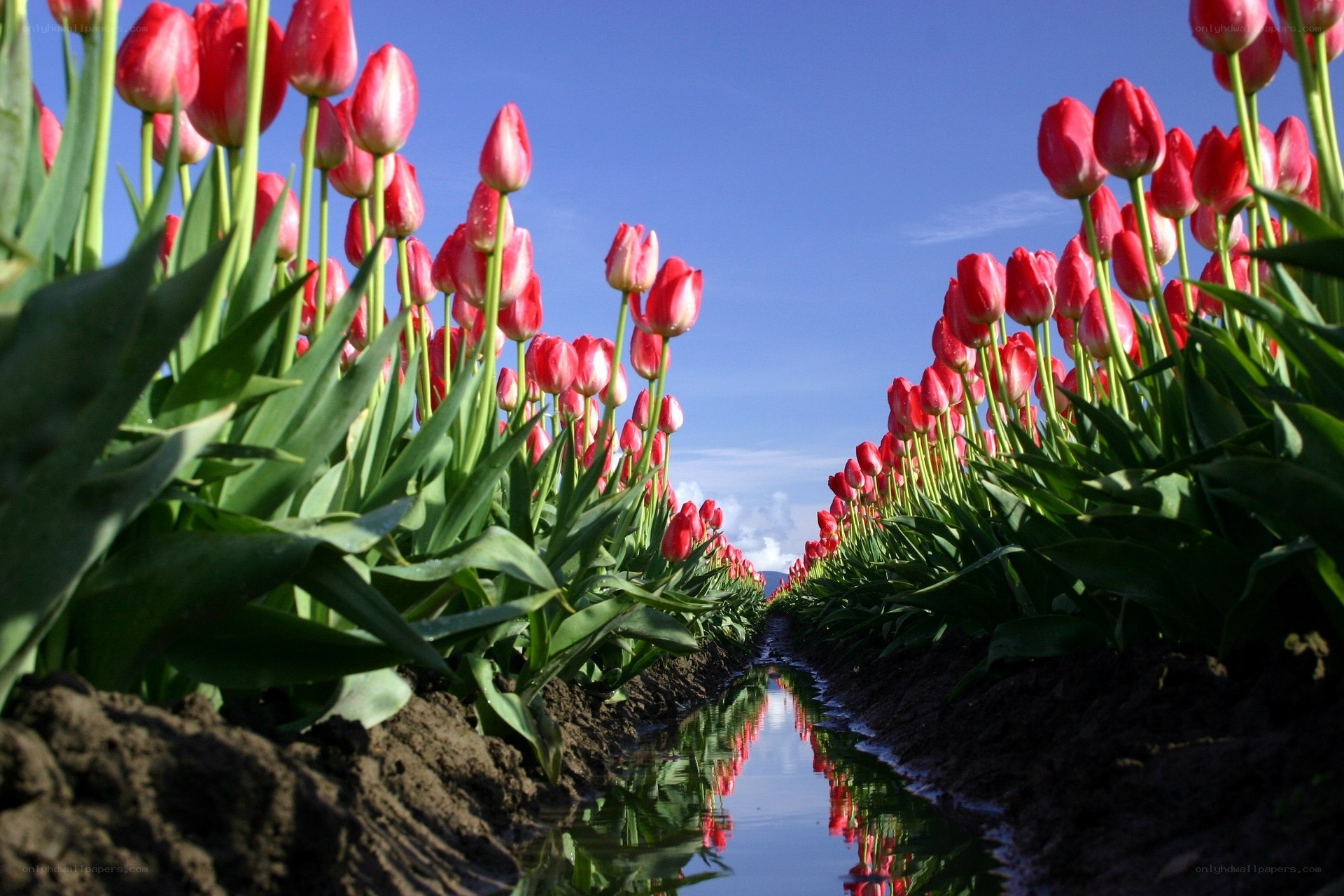 Rows of red tulips in a field