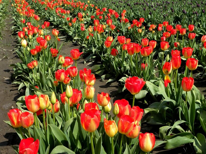 Rows of red tulips in a field