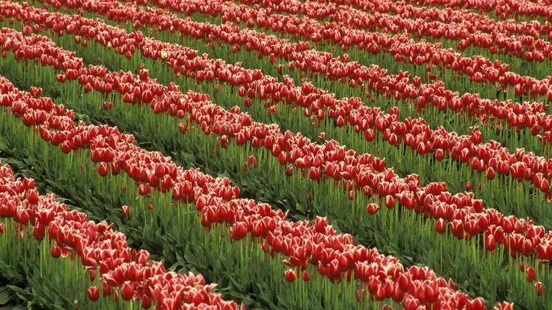 Rows of red tulips in a field