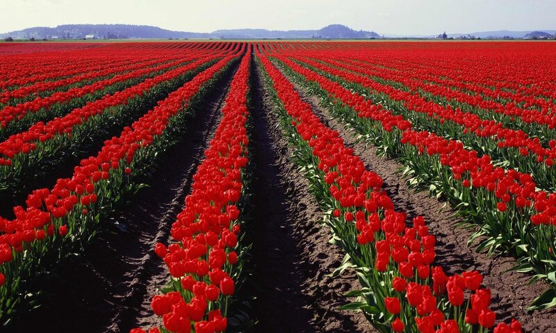 Rows of red tulips in a field