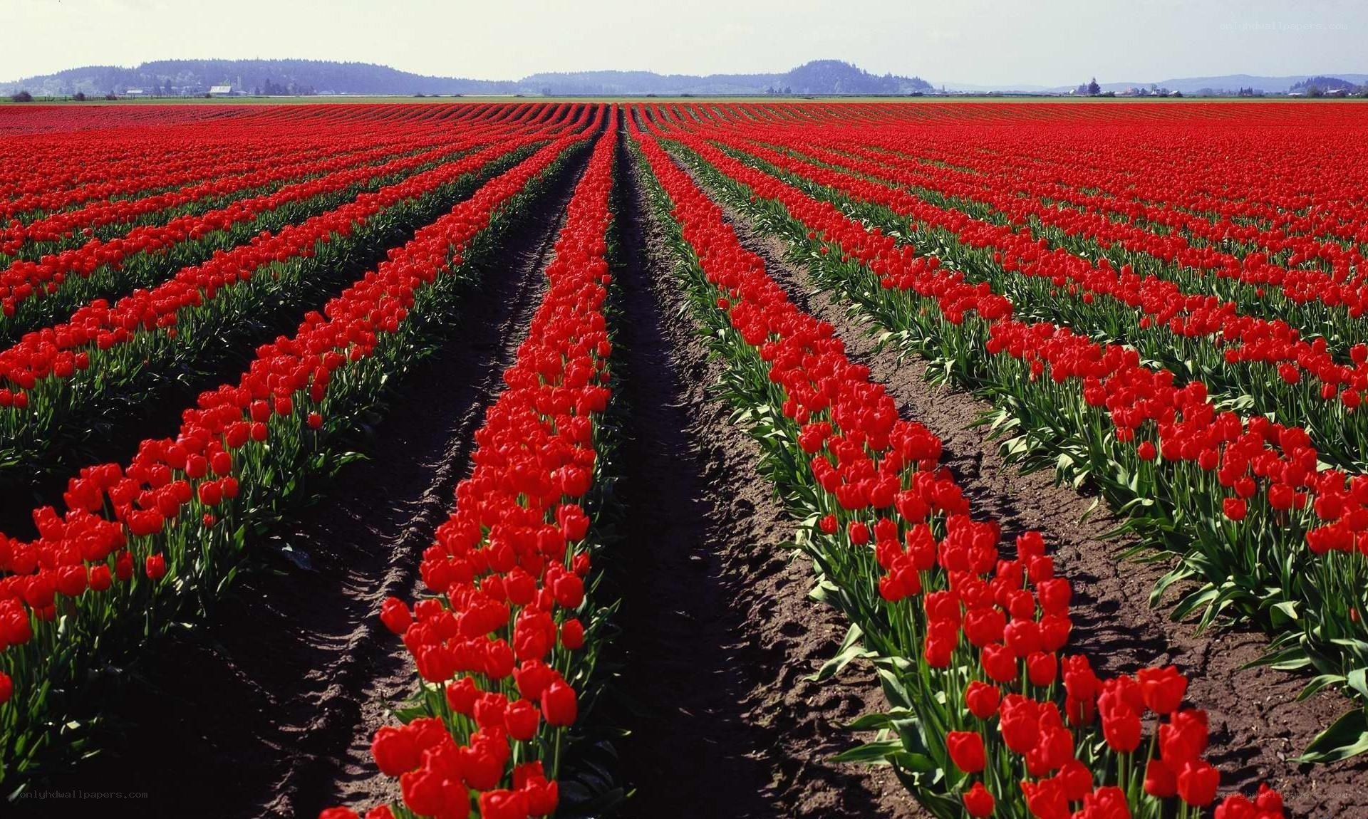 Rows of red tulips in a field