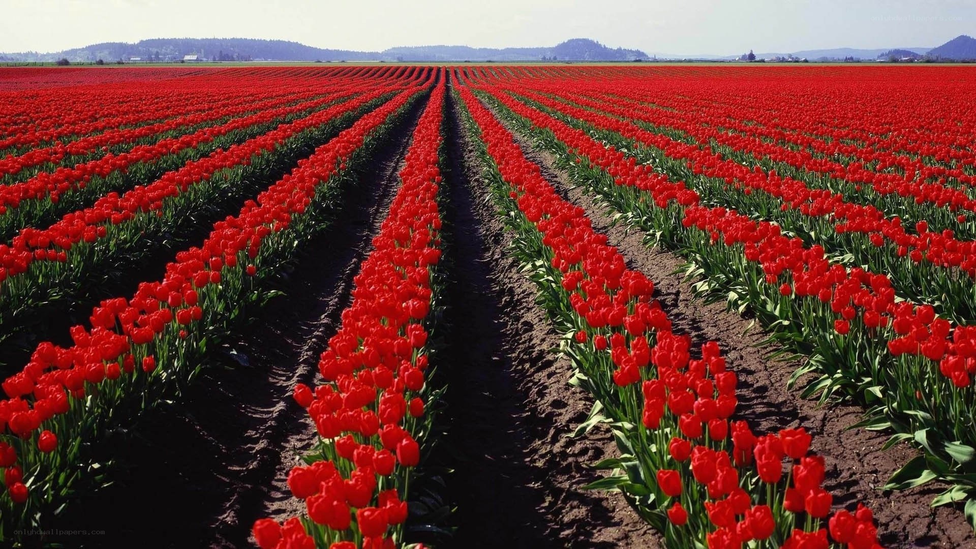Rows of red tulips in a field
