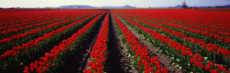 Rows of red tulips in a field
