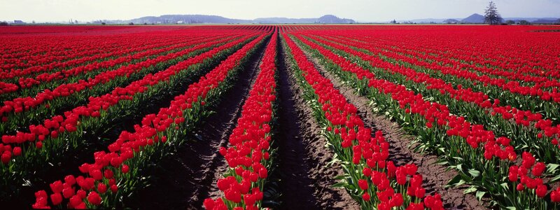 Rows of red tulips in a field