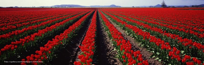 Rows of red tulips in a field