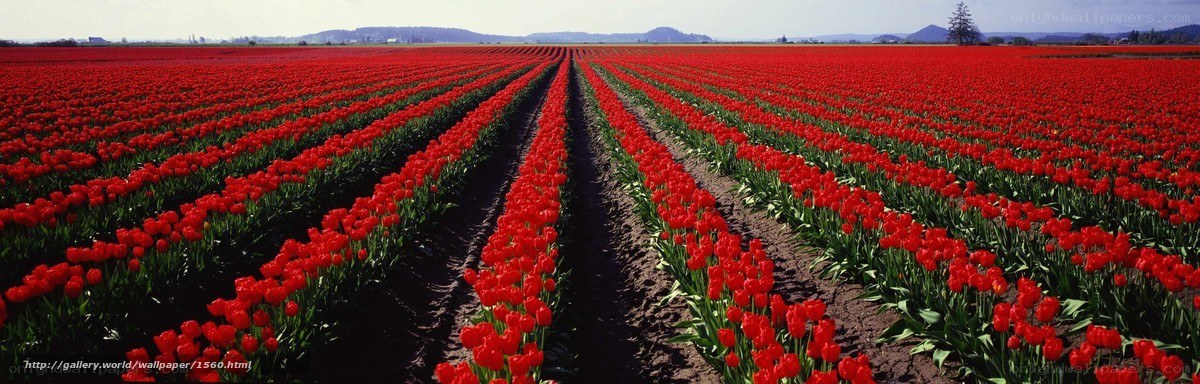 Rows of red tulips in a field