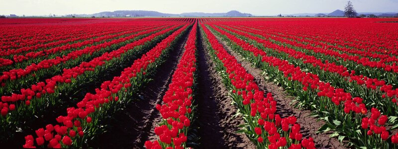 Rows of Red Tulips — Serene, Afternoon, Photograph, Field