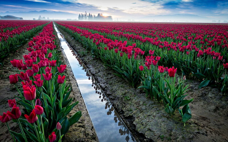 Rows of Red Tulips — Serene, Morning, Photograph, Field, Ditch