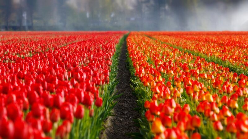Rows of Red Tulips — Serene, Morning, Photograph, Field, Path