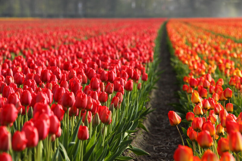 Rows of Red Tulips — Serene, Morning, Photograph, Field