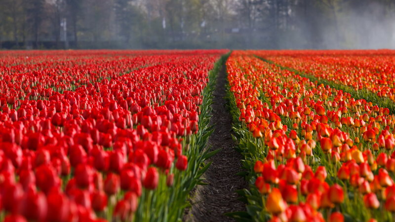Rows of Red Tulips — Serene, Morning, Photograph, Field, Trees