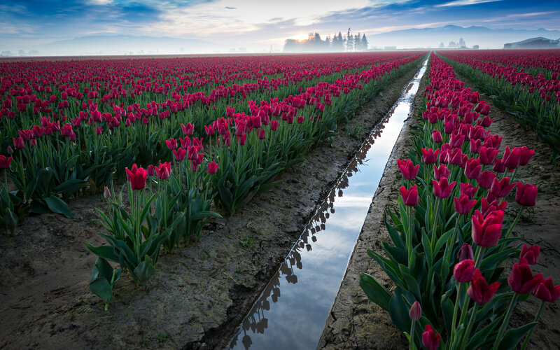 Rows of Red Tulips — Serene, Morning, Photograph