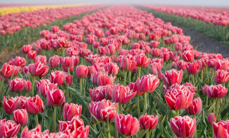 Rows of Red Tulips — Serene, Morning