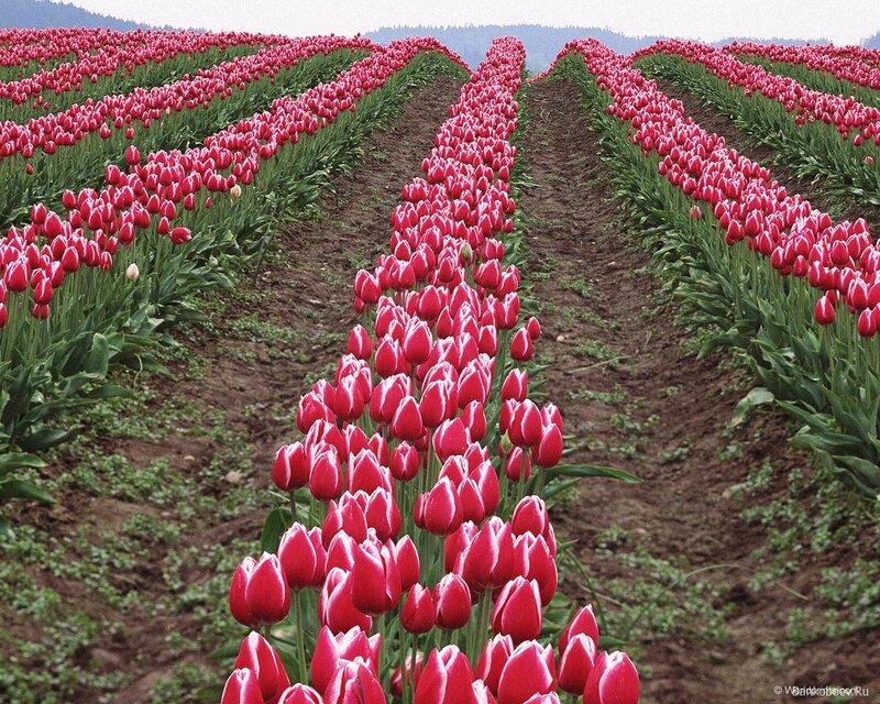 Rows of Red Tulips — Serene, Spring, Photograph, Field
